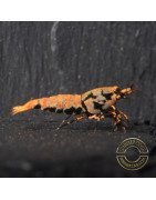 Boa Orange Premium Caridina Shrimp UK Shrimp Cove, next day delivery