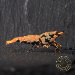 Boa Orange Premium Caridina Shrimp UK Shrimp Cove, next day delivery