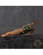 Boa Orange Premium Caridina Shrimp UK Shrimp Cove, next day delivery