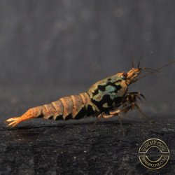 Boa Orange Premium Caridina Shrimp UK Shrimp Cove, next day delivery
