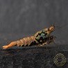 Boa Orange Premium Caridina Shrimp UK Shrimp Cove, next day delivery