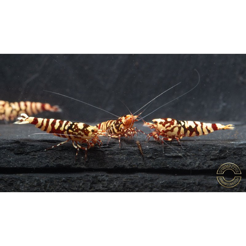Marvel Galaxy Tiger Premium Caridina Shrimp UK Shrimp Cove, next day delivery