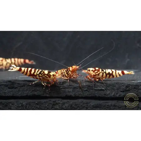 Marvel Galaxy Tiger Premium Caridina Shrimp UK Shrimp Cove, next day delivery