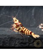 Marvel Galaxy Tiger Premium Caridina Shrimp UK Shrimp Cove, next day delivery
