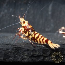 Marvel Galaxy Tiger Premium Caridina Shrimp UK Shrimp Cove, next day delivery