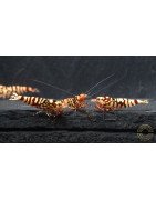 Marvel Galaxy Tiger Premium Caridina Shrimp UK Shrimp Cove, next day delivery
