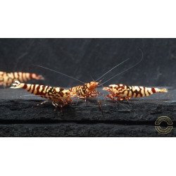 Marvel Galaxy Tiger Premium Caridina Shrimp UK Shrimp Cove, next day delivery