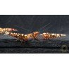 Marvel Galaxy Tiger Premium Caridina Shrimp UK Shrimp Cove, next day delivery