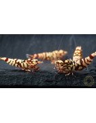 Marvel Galaxy Tiger Premium Caridina Shrimp UK Shrimp Cove, next day delivery