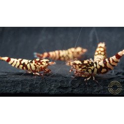 Marvel Galaxy Tiger Premium Caridina Shrimp UK Shrimp Cove, next day delivery