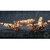 Marvel Galaxy Tiger Premium Caridina Shrimp UK Shrimp Cove, next day delivery