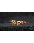 Marvel Galaxy Tiger Premium Caridina Shrimp UK Shrimp Cove, next day delivery