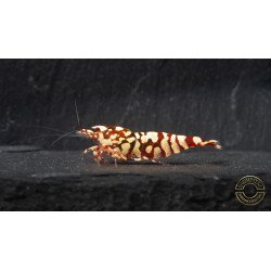 Marvel Galaxy Tiger Premium Caridina Shrimp UK Shrimp Cove, next day delivery