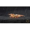 Marvel Galaxy Tiger Premium Caridina Shrimp UK Shrimp Cove, next day delivery
