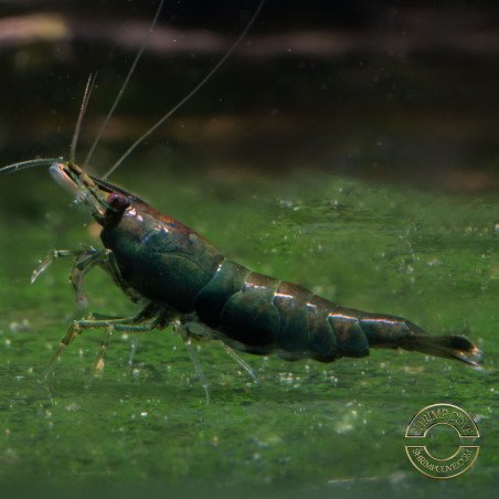 Neocaridina Emerald Green Shrimp High Grade Available here in the UK at Shrimp Cove