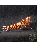 Marvel Galaxy Tiger Premium Caridina Shrimp UK Shrimp Cove, next day delivery
