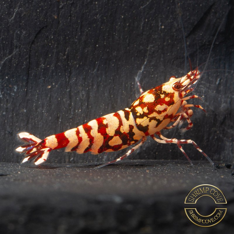 Marvel Galaxy Tiger Premium Caridina Shrimp UK Shrimp Cove, next day delivery