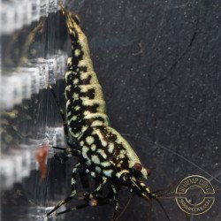 Green/blue Snowflake TB Shrimp Genetics STUD Caridina Shrimp BEST IN THE UK | SHRIMP COVE