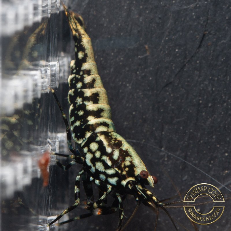 Green/blue Snowflake TB Shrimp Genetics STUD Caridina Shrimp BEST IN THE UK | SHRIMP COVE