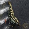 Green/blue Snowflake TB Shrimp Genetics STUD Caridina Shrimp BEST IN THE UK | SHRIMP COVE