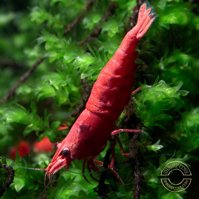 Poppy Red Cherry Shrimp