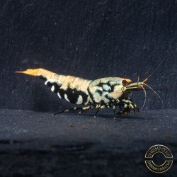 FEMALE Golden Boa Caridina Shrimp Aquarium Beauty | Shrimp Cove | BEST IN UK