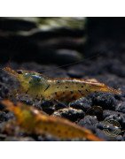 Tangerine Tiger Serrata Shrimp Non Cross breeding Shrimp