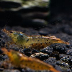 Tangerine Tiger Serrata Shrimp Non Cross breeding Shrimp