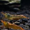 Tangerine Tiger Serrata Shrimp Non Cross breeding Shrimp