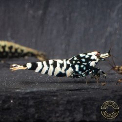 HWA Genetics Snowfall Tiger STUD Caridina Shrimp BEST IN THE UK | SHRIMP COVE