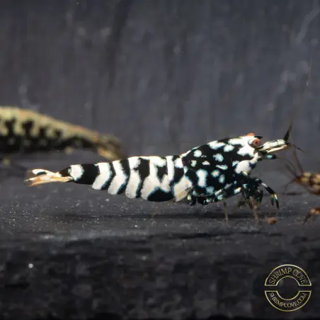 HWA Genetics Snowfall Tiger STUD Caridina Shrimp BEST IN THE UK | SHRIMP COVE