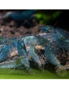 Aura Blue Serrata Shrimp Non Cross breeding Shrimp