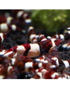 Red Wine Panda Caridina Shrimp UK only the best at Shrimp Cove