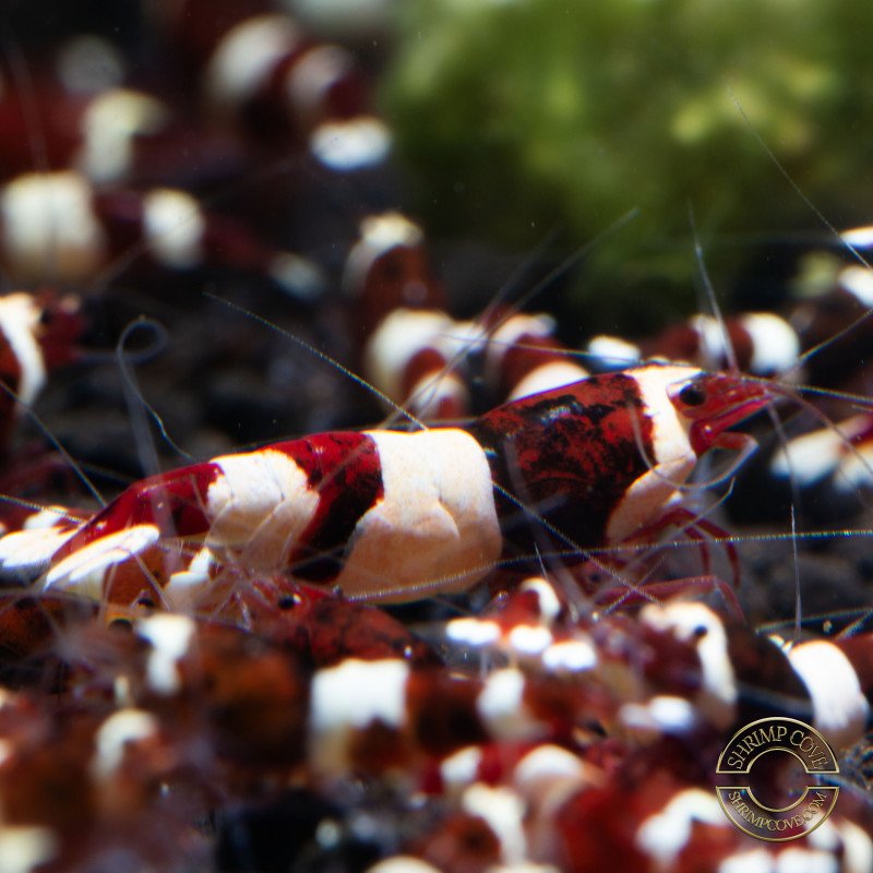 Red Wine Panda Caridina Shrimp UK only the best at Shrimp Cove