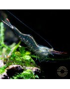 Pinocchio Shrimp Non Crossbreeding Shrimp
