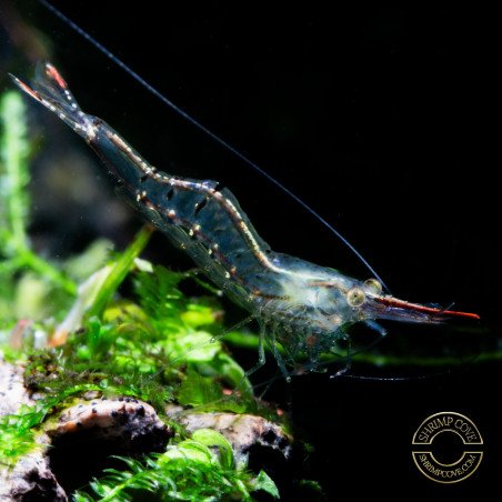 Pinocchio Shrimp Non Crossbreeding Shrimp