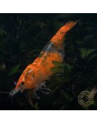 Tangerine Dream Rili Shrimp - High Grade
