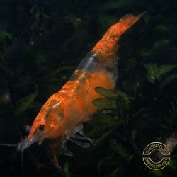 Tangerine Dream Rili Shrimp - High Grade