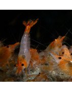 Tangerine Dream Rili Shrimp - High Grade