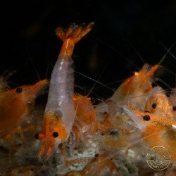 Tangerine Dream Rili Shrimp - High Grade