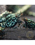 Blue Snowflake  TB Premium Caridina Shrimp UK buy now Shrimp Cove UK