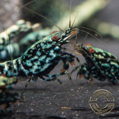 Blue Snowflake  TB Premium Caridina Shrimp UK buy now Shrimp Cove UK