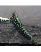 Blue Snowflake  TB Premium Caridina Shrimp UK buy now Shrimp Cove UK