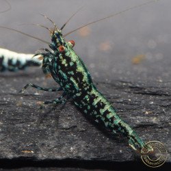 Blue Snowflake  TB Premium Caridina Shrimp UK buy now Shrimp Cove UK