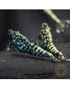 Blue Snowflake  TB Premium Caridina Shrimp UK buy now Shrimp Cove UK