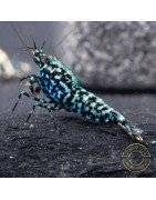 Blue Snowflake  TB Premium Caridina Shrimp UK buy now Shrimp Cove UK