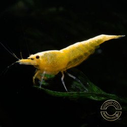 Yellow Golden Back Neocaridina Shrimp Buy Now at Shrimp Cove