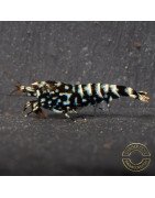 Cove Black Snowfall Premium Caridina Shrimp UK Shrimp Cove, next day delivery
