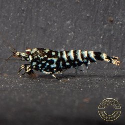 Cove Black Snowfall Premium Caridina Shrimp UK Shrimp Cove, next day delivery