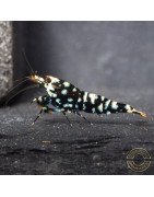 Cove Black Snowfall Premium Caridina Shrimp UK Shrimp Cove, next day delivery